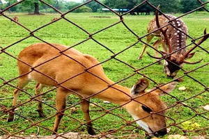Kinnerasani Wildlife Santuary Timings