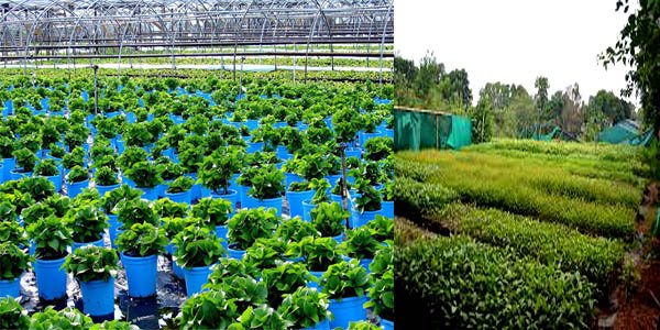 Central Forest Nursery