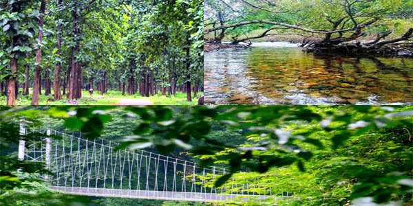 Nedumkayam Rainforest