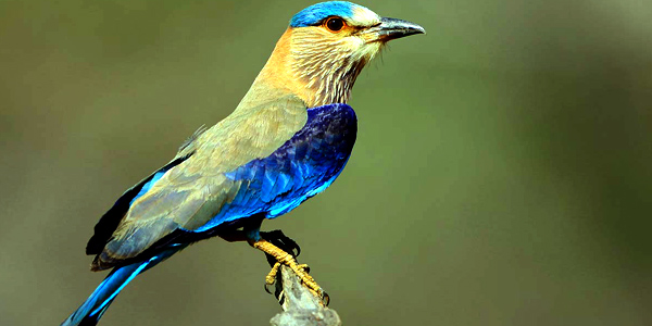 Tadoba National Park birds
