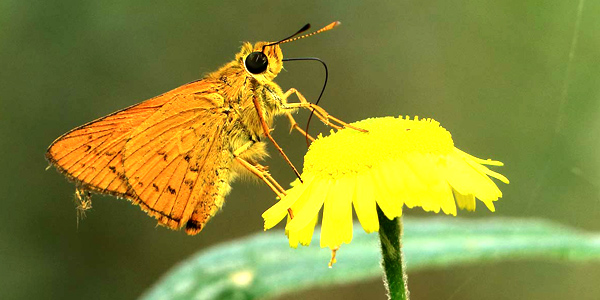 Tadoba National Park photos