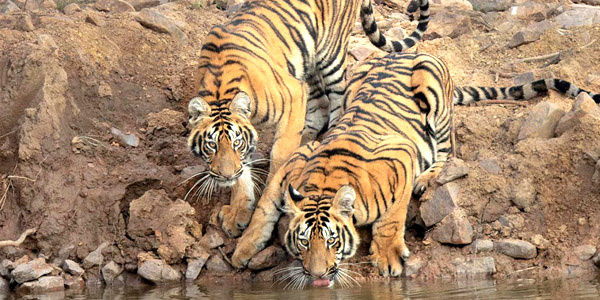 Tadoba National Park