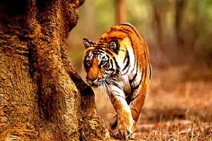 tadoba national park timings
