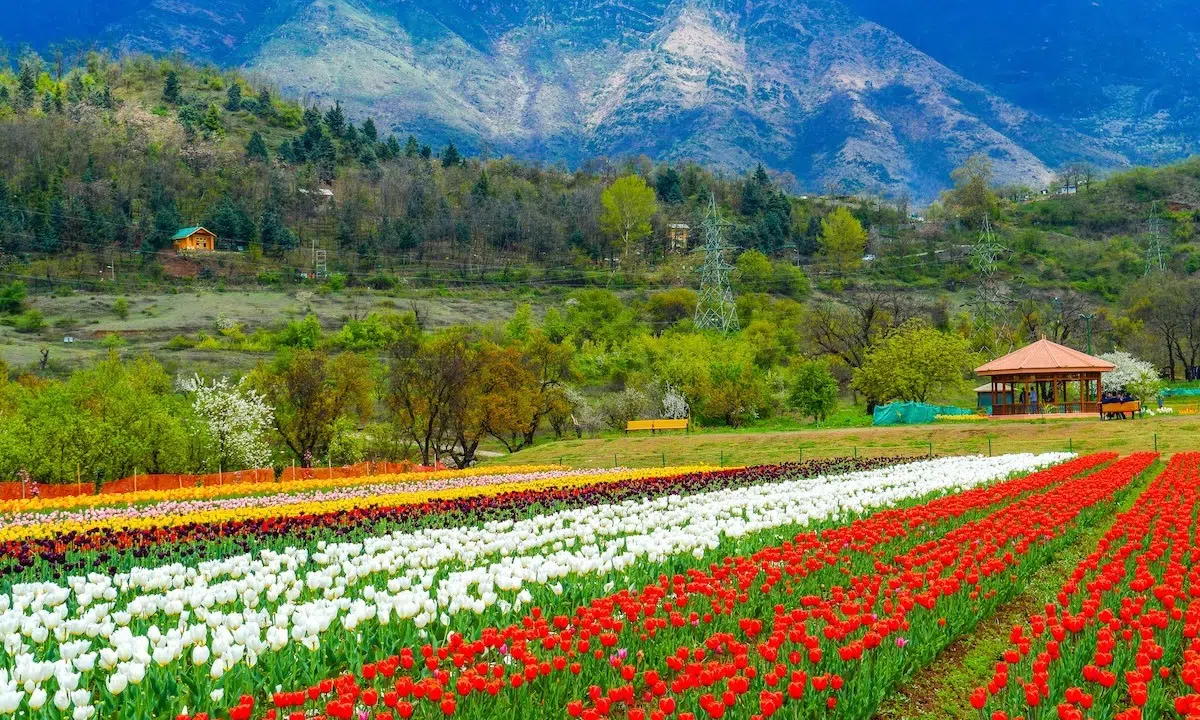 Tulip Festival Kashmir